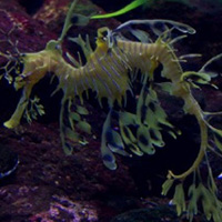 A leafy Seadragon... so beautiful...